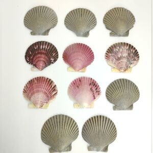 Calico Scallops Lot of 11 Seal Sprayed Clearwater Beach Florida